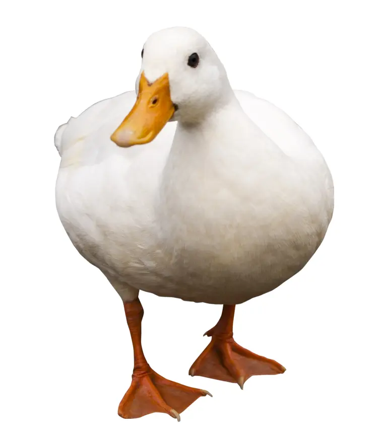 White Duck Facing Forward