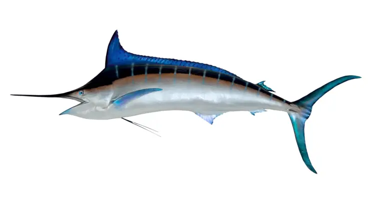 Swordfish with Long Bill