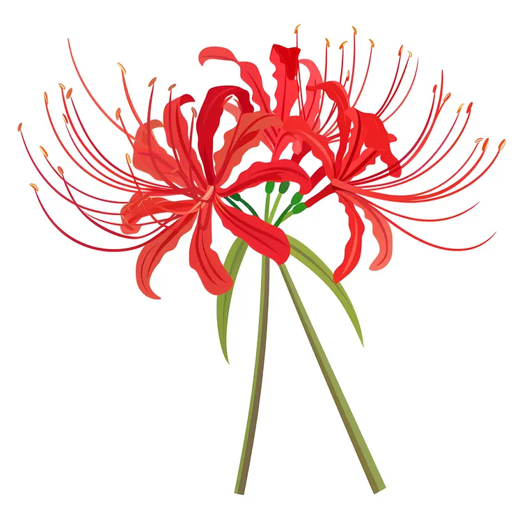 Red Spider Lily Illustration