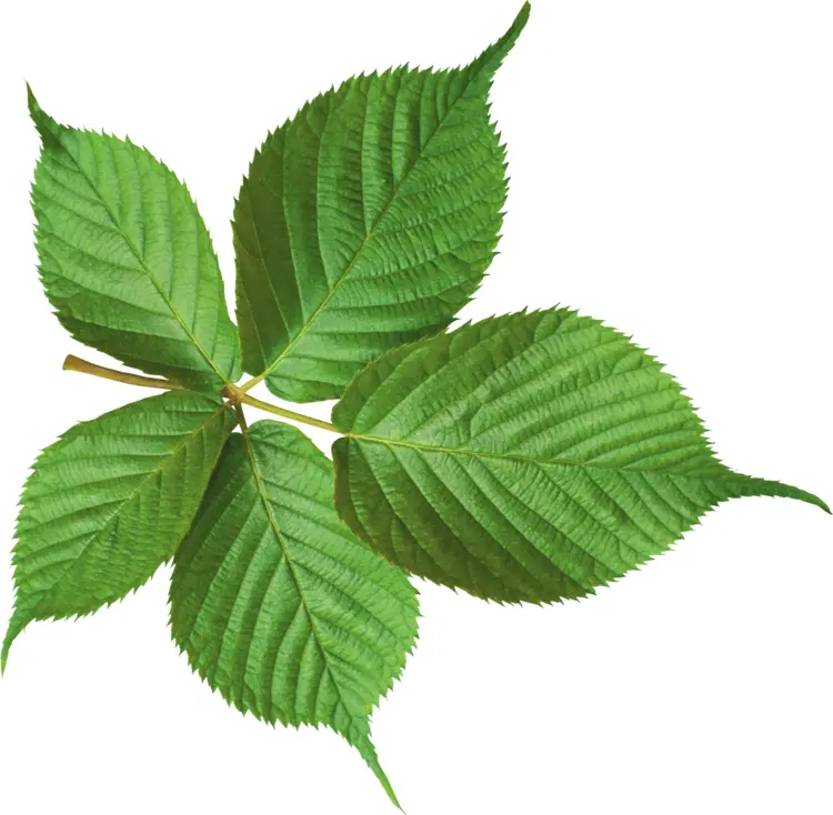 Cluster of Green Leaves