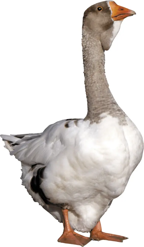 Majestic Goose in Natural Habitat