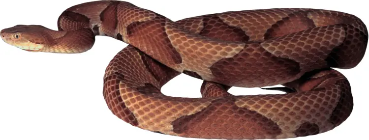 Brown Snake