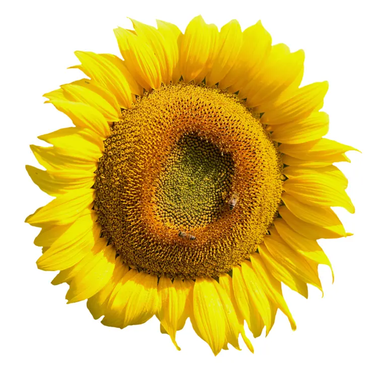 Bright Yellow Sunflower
