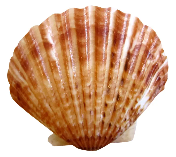 Brown Scallop Shell