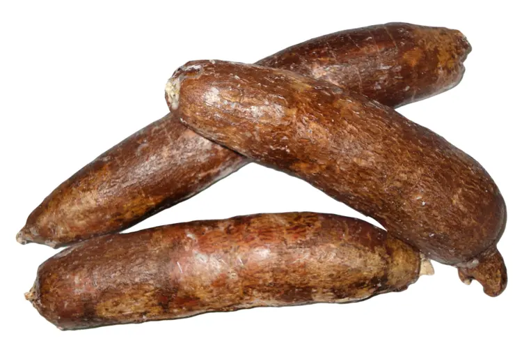 Brown Cassava Root