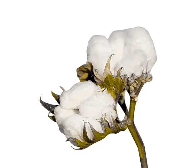White Cotton Plant on Branch