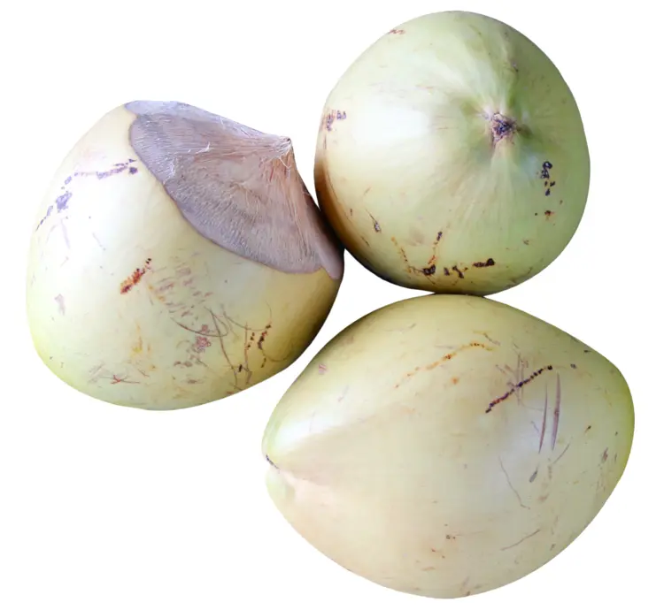Fresh Tropical Coconuts
