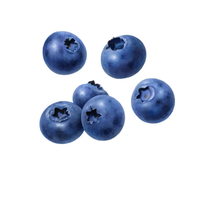 Five Blueberries