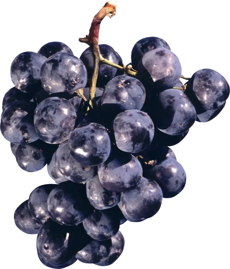 Dark Juicy Grapes Bunch