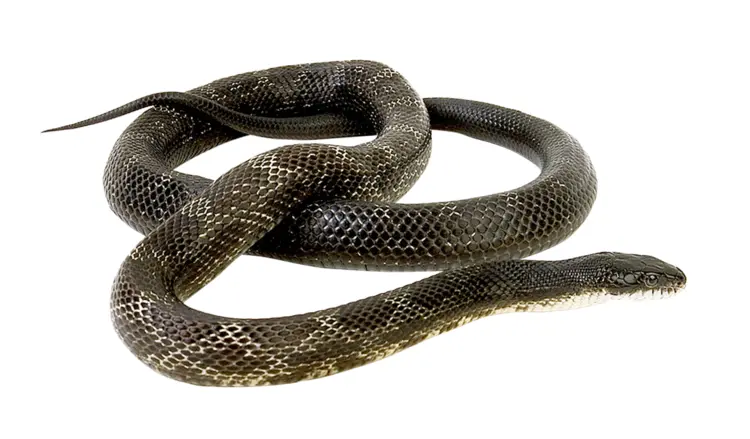 Black Snake Coiled
