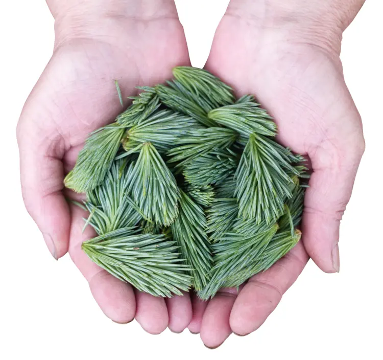 Green Pine Needles in Hands