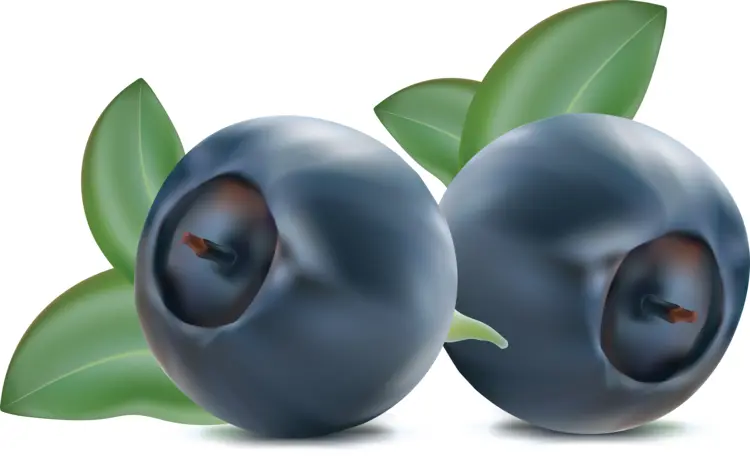 Two Blue Berries with Green Leaves