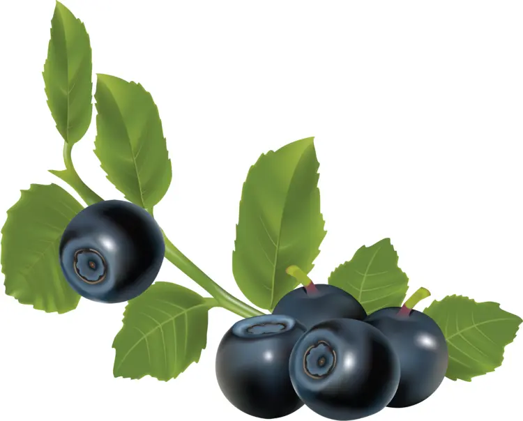 Blueberries on Branch with Leaves