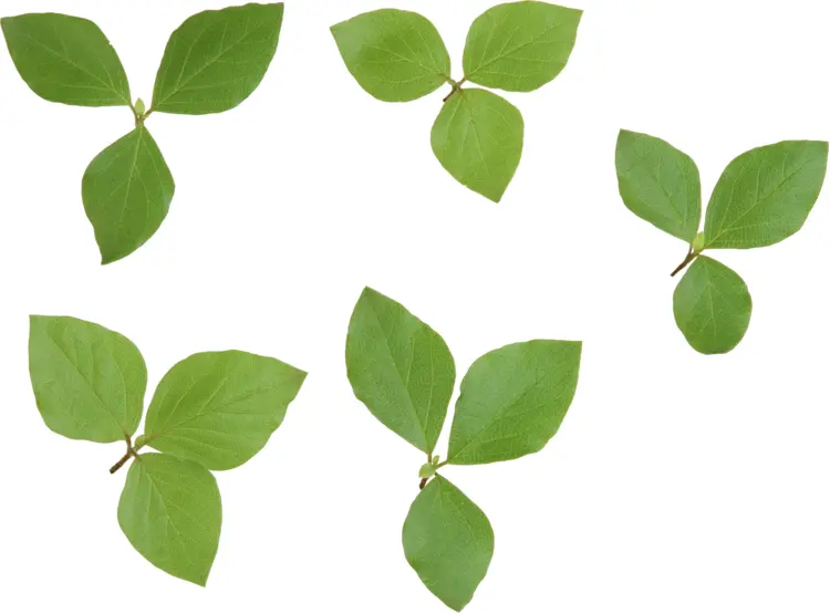 Five Green Leaves