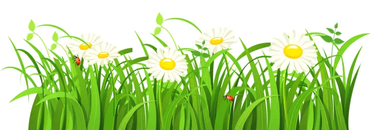 White Daisies in Green Grass