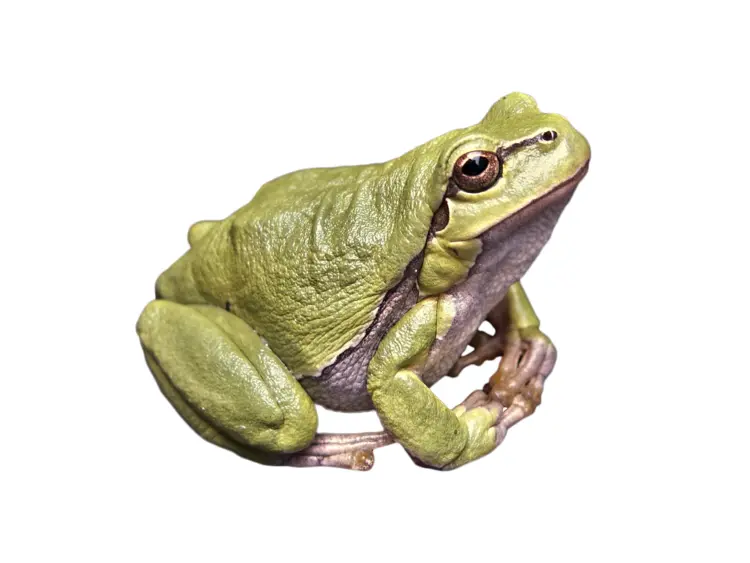 Green Frog Sitting