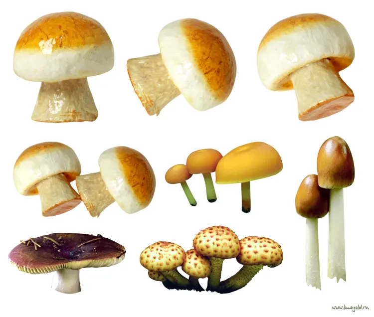 Variety of Mushrooms