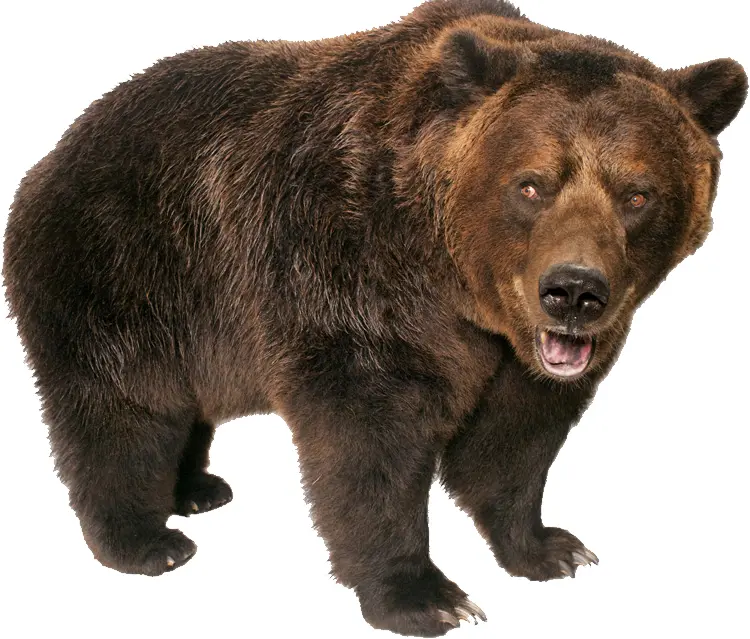 Growling Brown Bear in the Wild