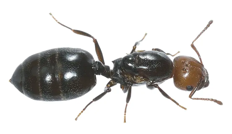 Black Ant on Transparent Background
