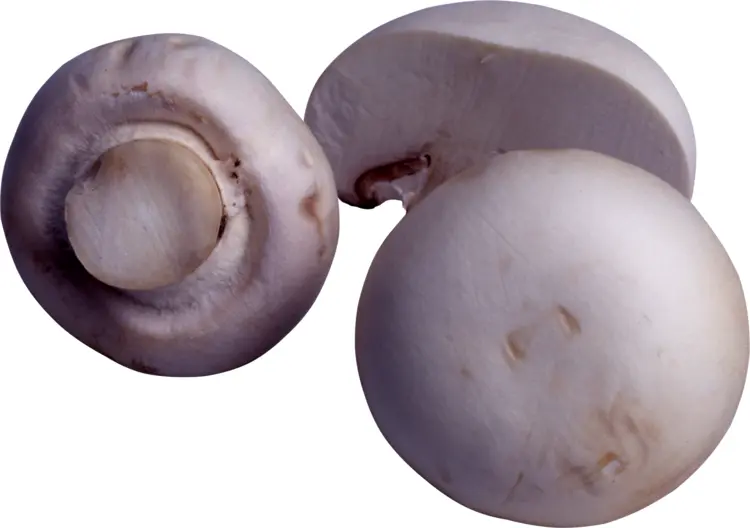 White Mushrooms for Cooking