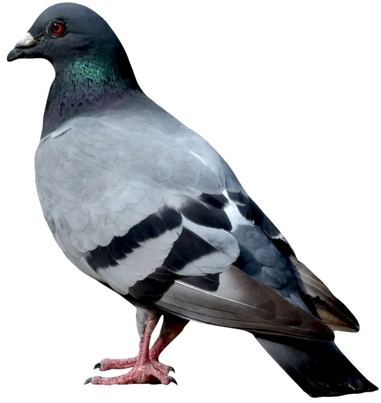 Gray Pigeon with Red Eyes