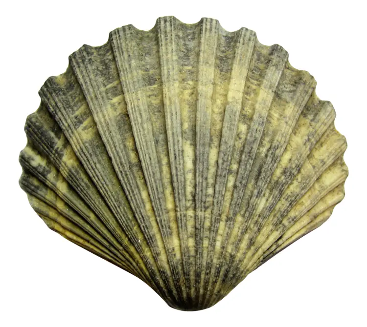 Gray Scallop Shell