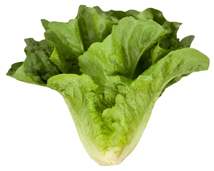 Fresh Romaine Lettuce for Crisp Salads