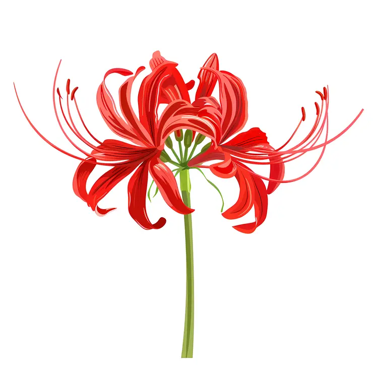 Red Spider Lily Flower