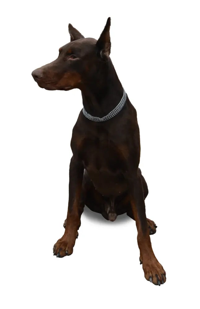 Doberman Sitting