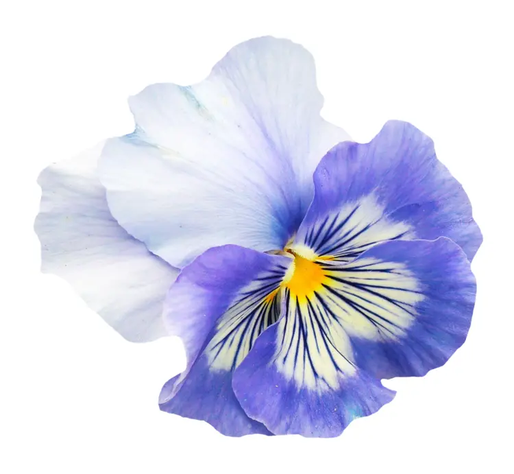 Beautiful Blue and White Flower