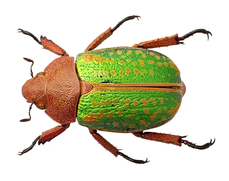 Green and Orange Beetle on Transparent Background
