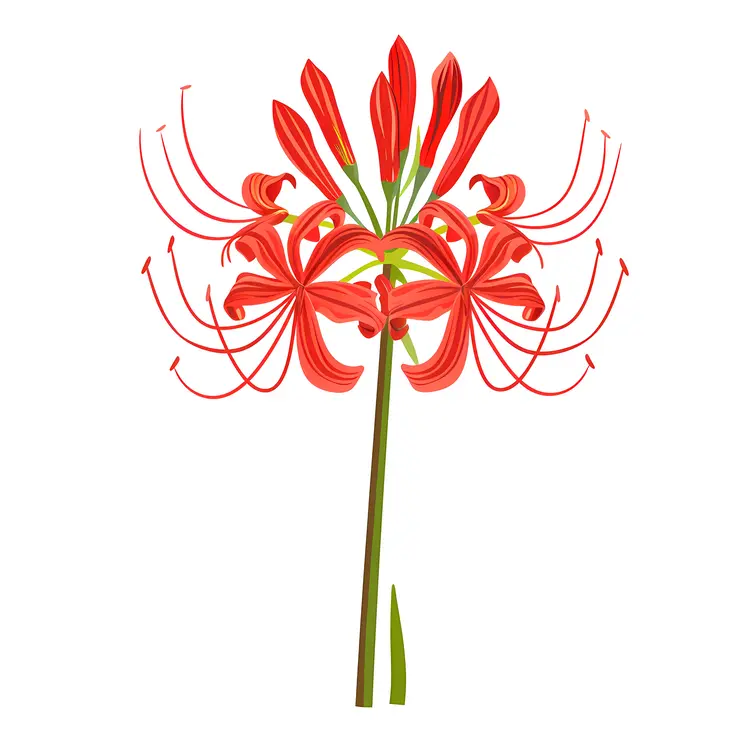 Red Spider Lily with Graceful Stamen