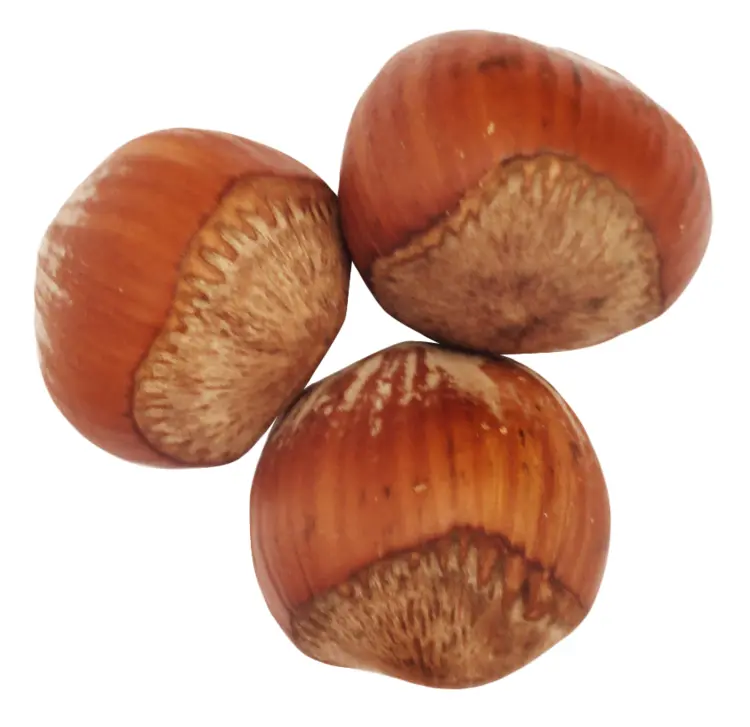 Brown Hazelnuts with Shell
