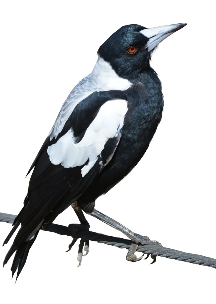 Black and White Magpie on Wire