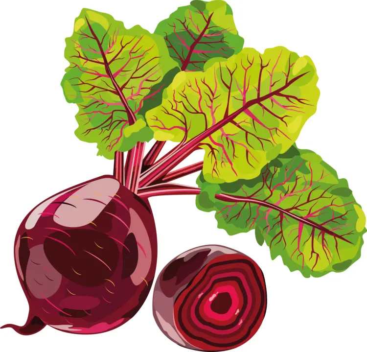 Fresh Red Beetroot with Leaves
