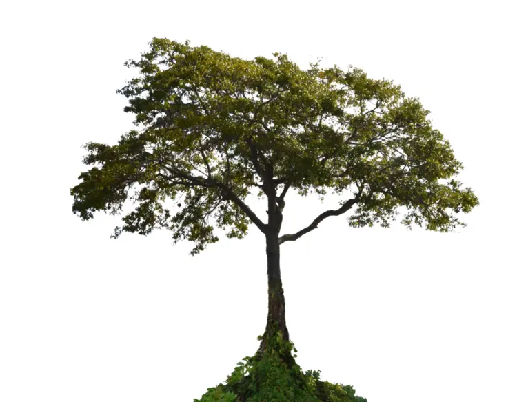 Tree with Wide Canopy in Nature