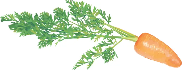 Carrot with Green Leaves