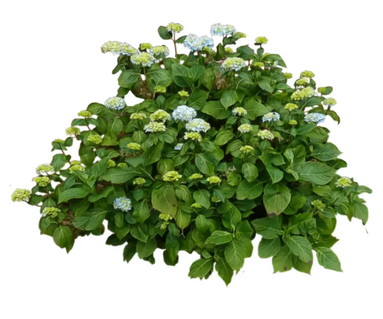 Green Bush with Small Flowers