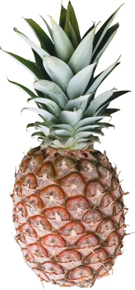 Fresh Pineapple with Green Leaves