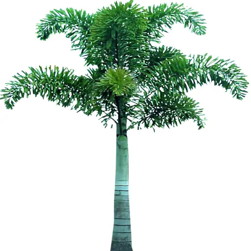 Palm Tree Illustration
