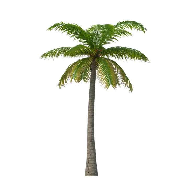 Tall Palm Tree with Green Leaves