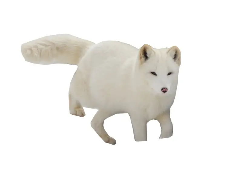 White Arctic Fox in Snow