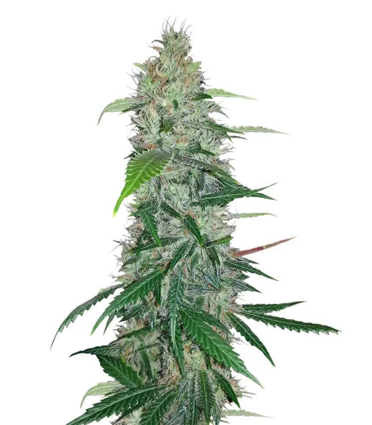 Cannabis Plant with Green Leaves