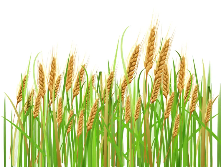 Wheat Field