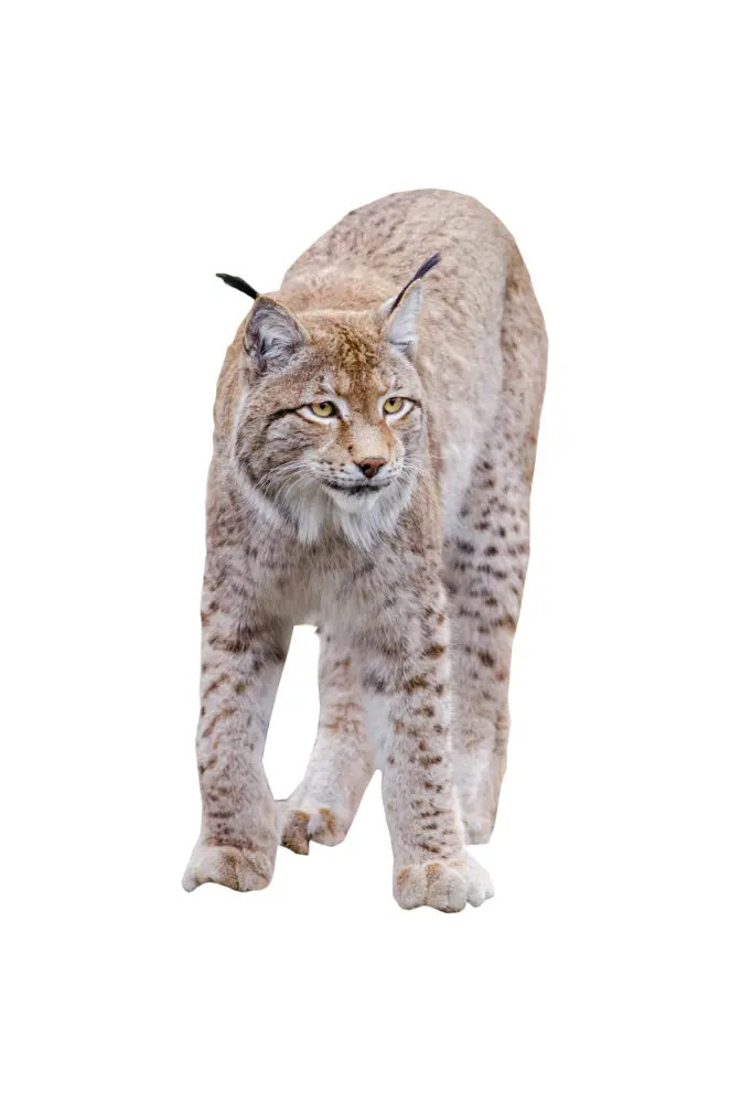 Wildcat Feline Lynx