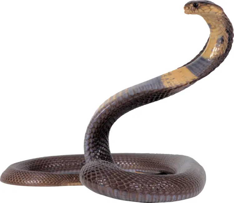 Cobra in Defensive Posture