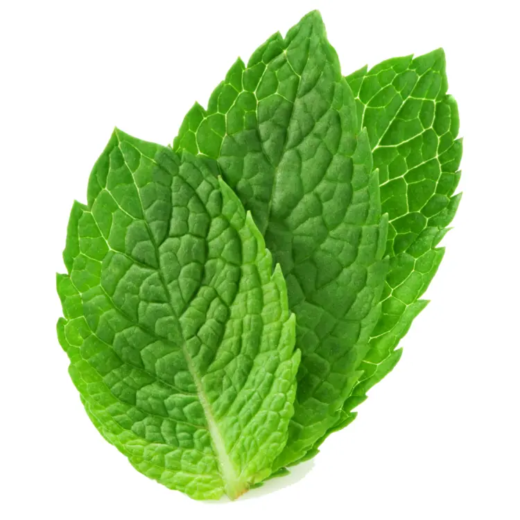 Fresh Green Mint Leaves