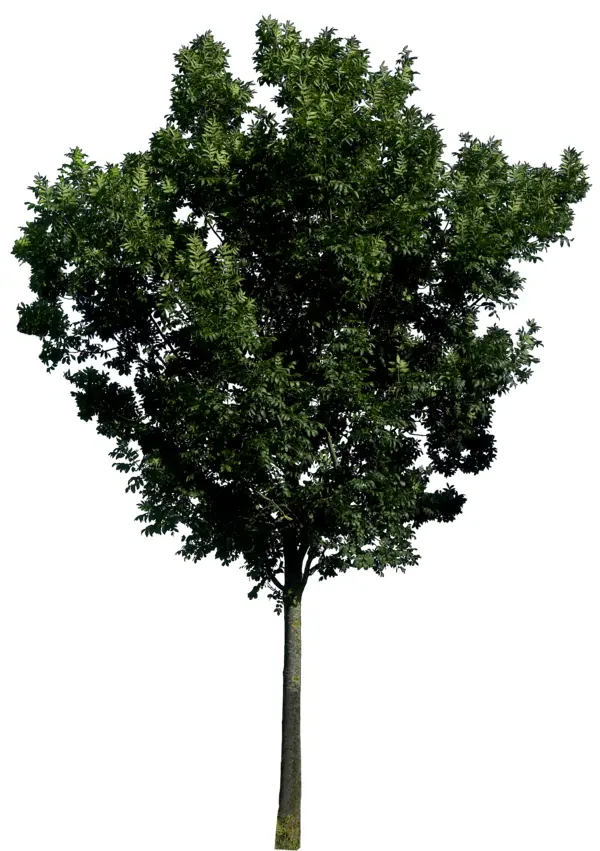 Tall Green Tree in Nature