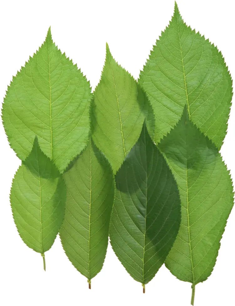 Multiple Green Leaves