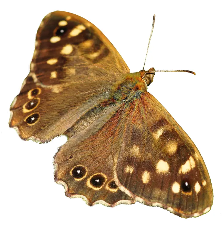 Brown Butterfly with Spotted Wings